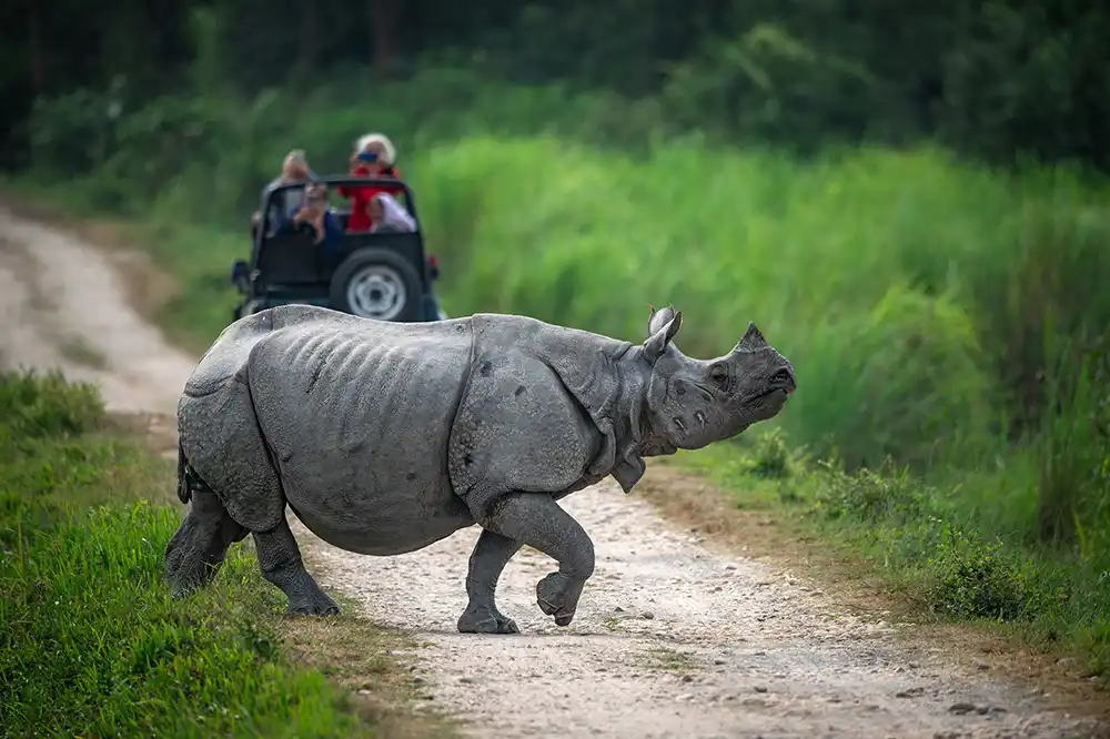 Rhinos in dudhwa national park