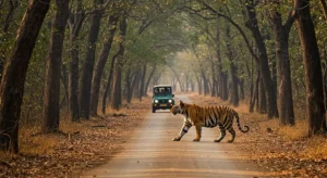 dudhwa tiger sighting